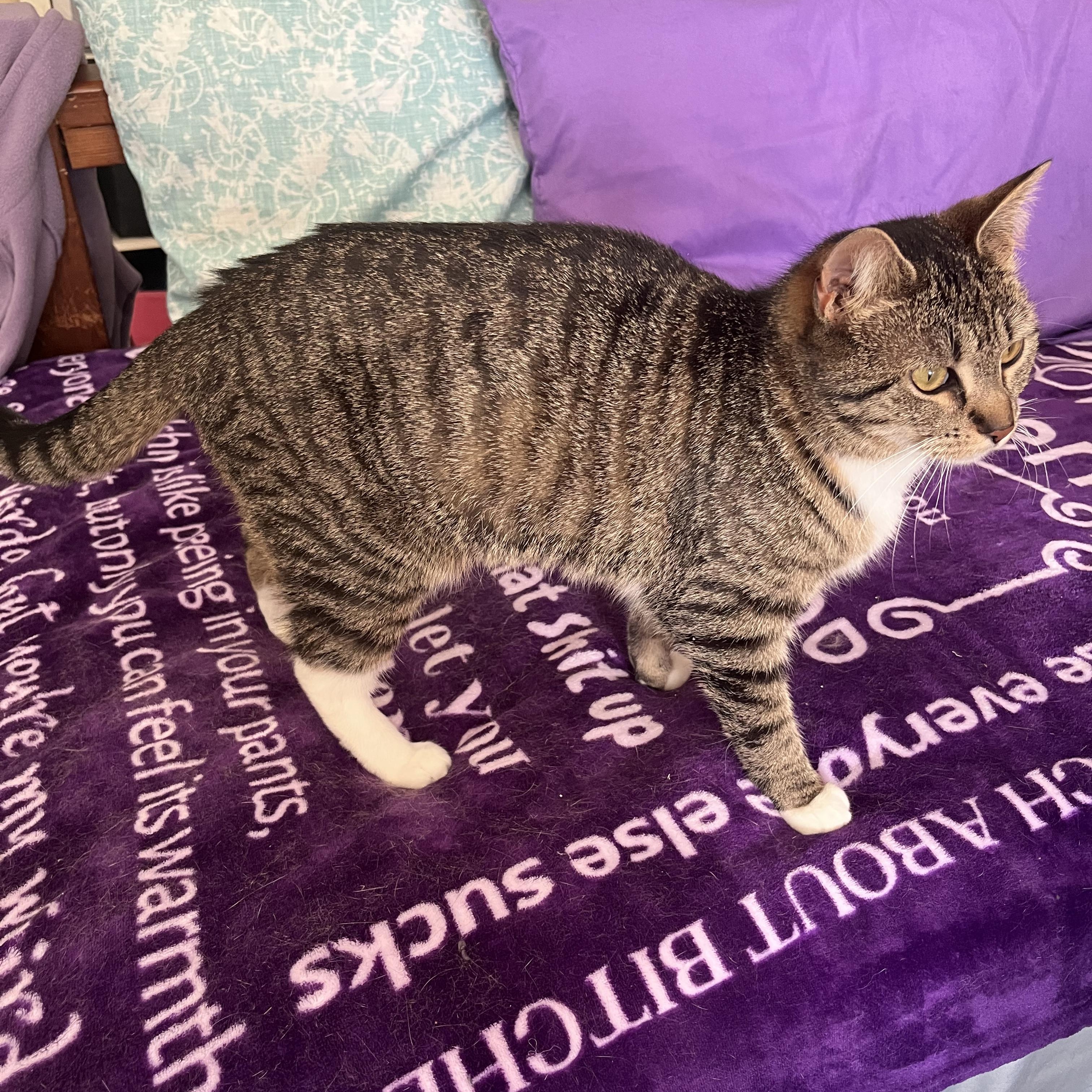 Enlarge Brownie, a Adoptable mixed breed in Moriches, NY image 4/4