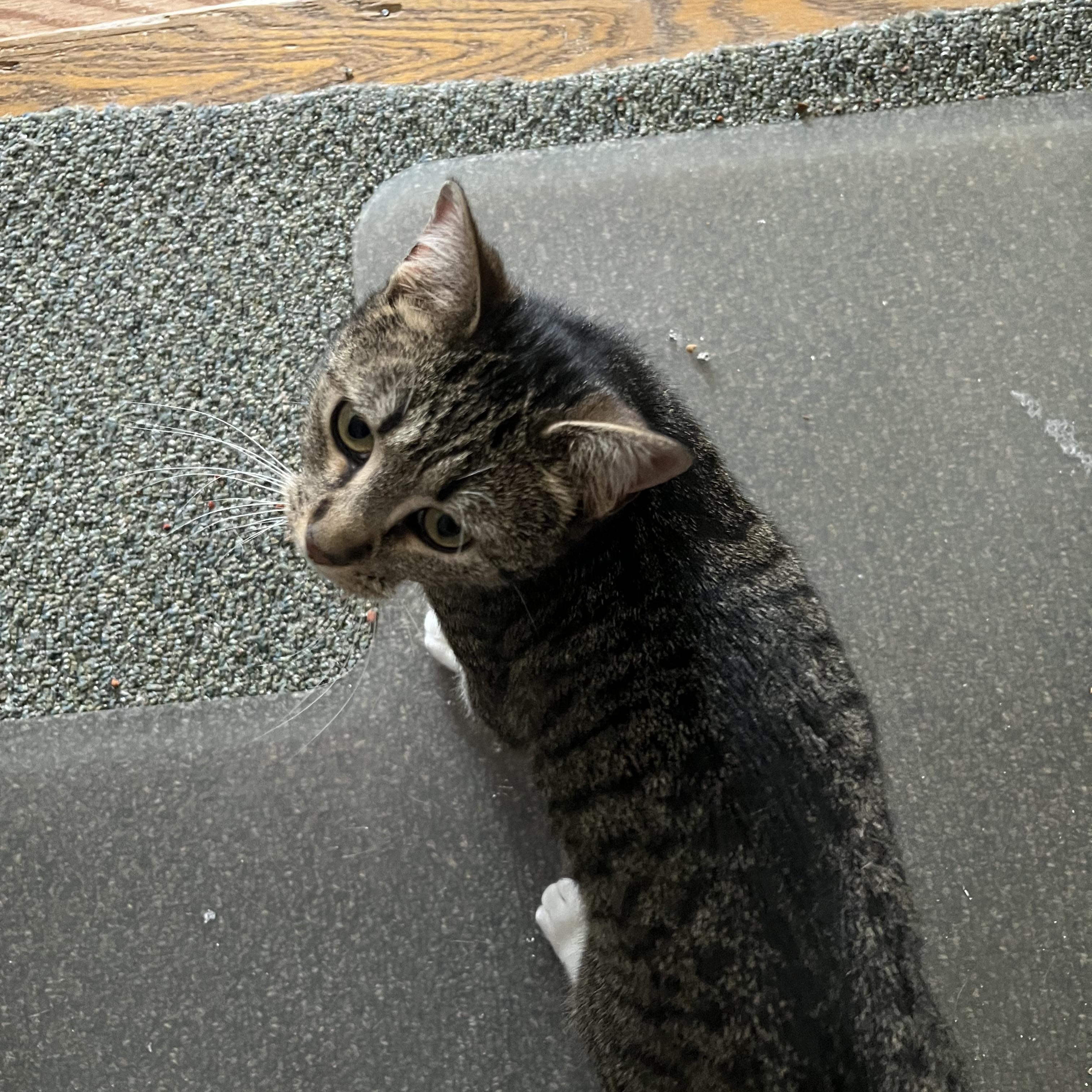 Enlarge Brownie, a Adoptable mixed breed in Moriches, NY image 2/4