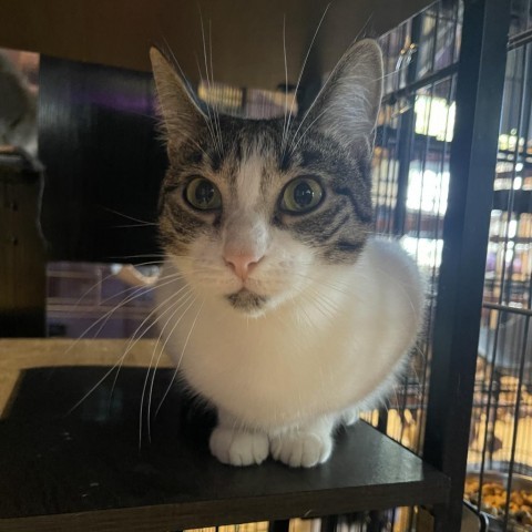 Jackie, a Adopted Domestic Short Hair in Davie, FL image 1/4