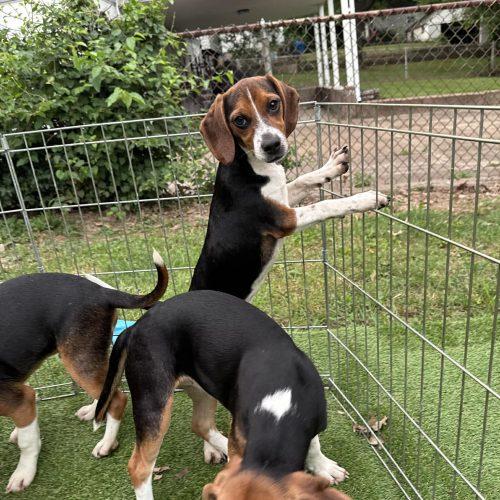 Betsy, Adoptable, Puppy Female Beagle.