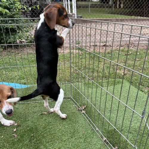 Betsy, a Adoptable Beagle in Kent, WA image 2/5