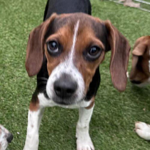 Betsy, a Adoptable Beagle in Kent, WA image 3/5