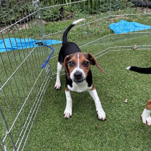 Betsy, a Adoptable Beagle in Kent, WA image 5/5