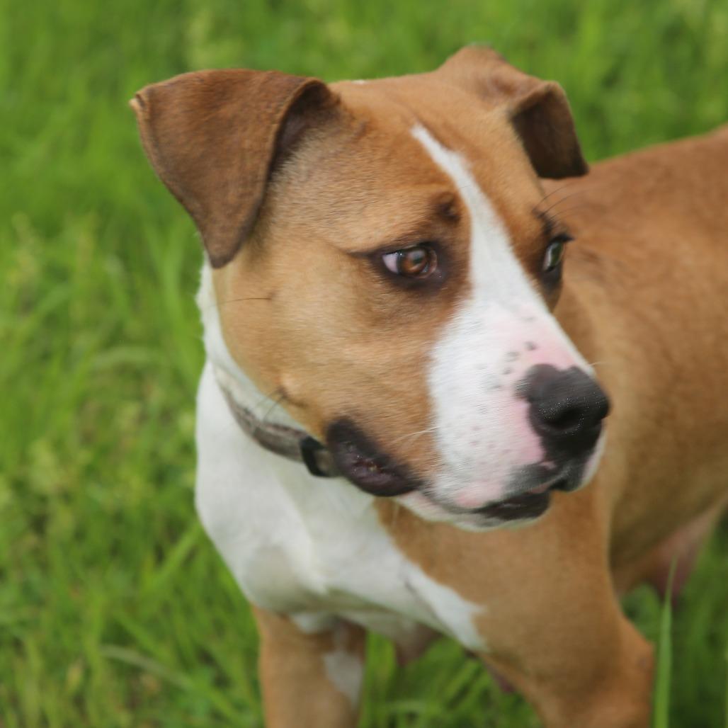 Enlarge Lucy Lane, a Adoptable Mixed Breed in Natchitoches, LA image 1/6