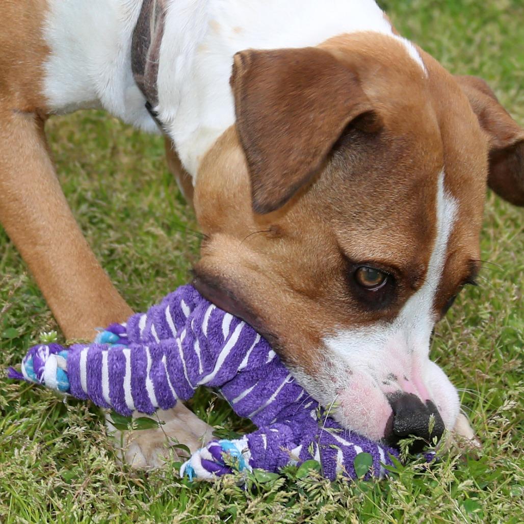 Enlarge Lucy Lane, a Adoptable Mixed Breed in Natchitoches, LA image 2/6
