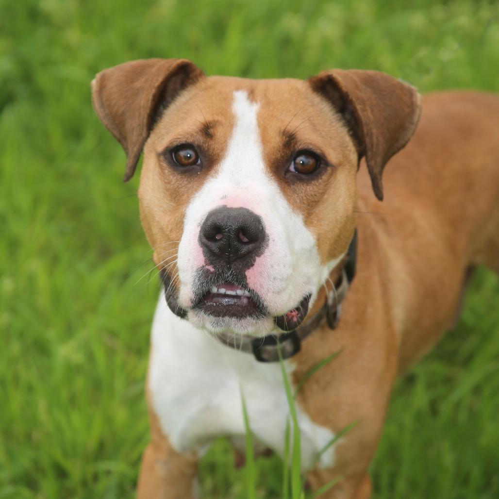 Enlarge Lucy Lane, a Adoptable Mixed Breed in Natchitoches, LA image 3/6