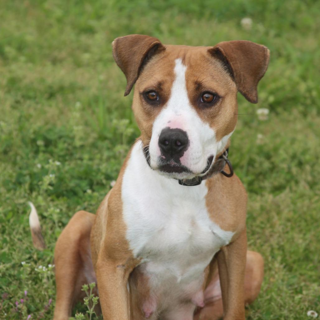 Enlarge Lucy Lane, a Adoptable Mixed Breed in Natchitoches, LA image 4/6