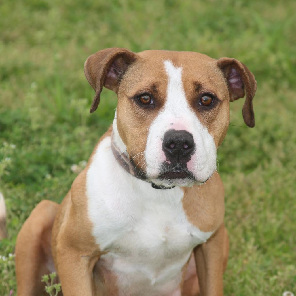 Enlarge Lucy Lane, a Adoptable Mixed Breed in Natchitoches, LA image 5/6