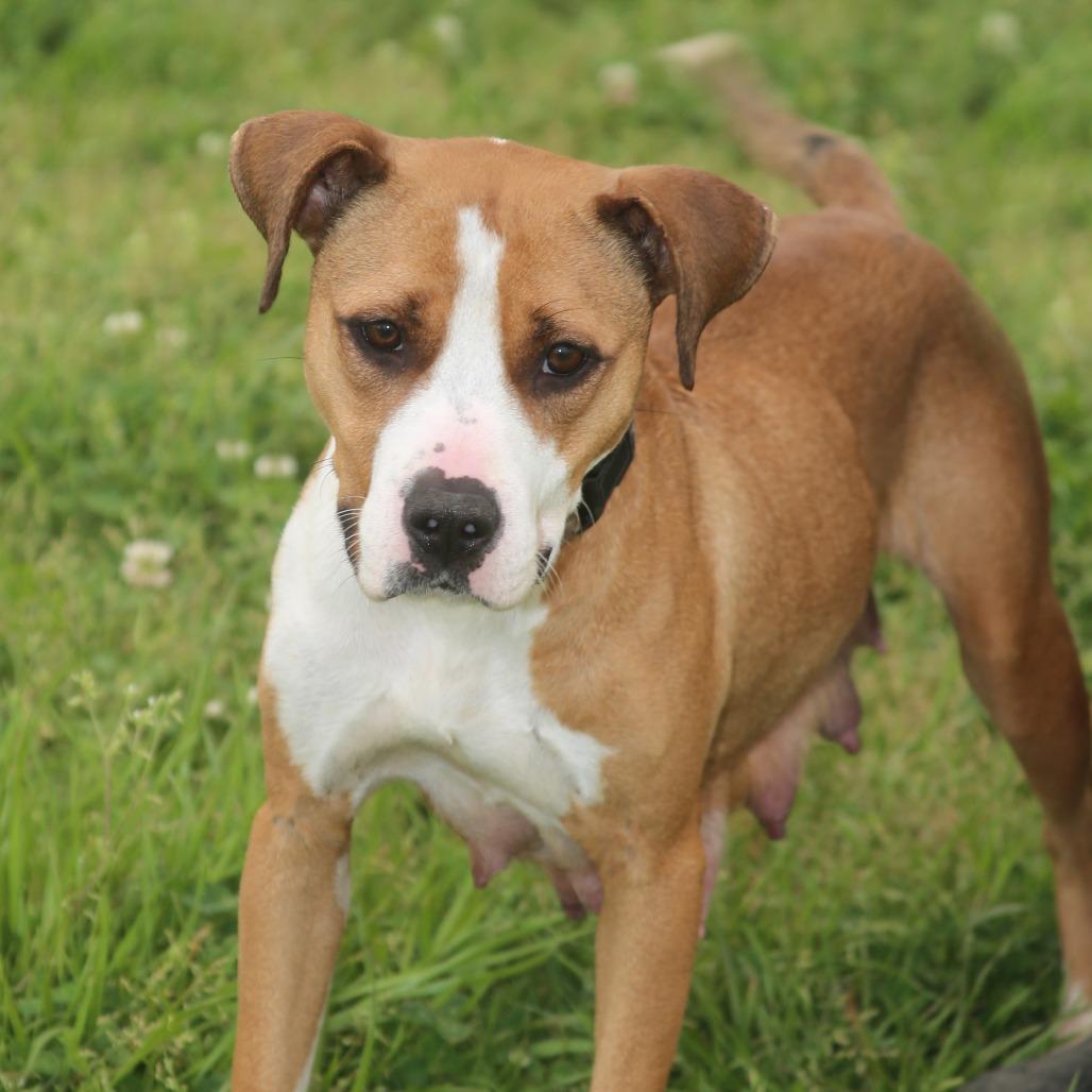 Enlarge Lucy Lane, a Adoptable Mixed Breed in Natchitoches, LA image 6/6