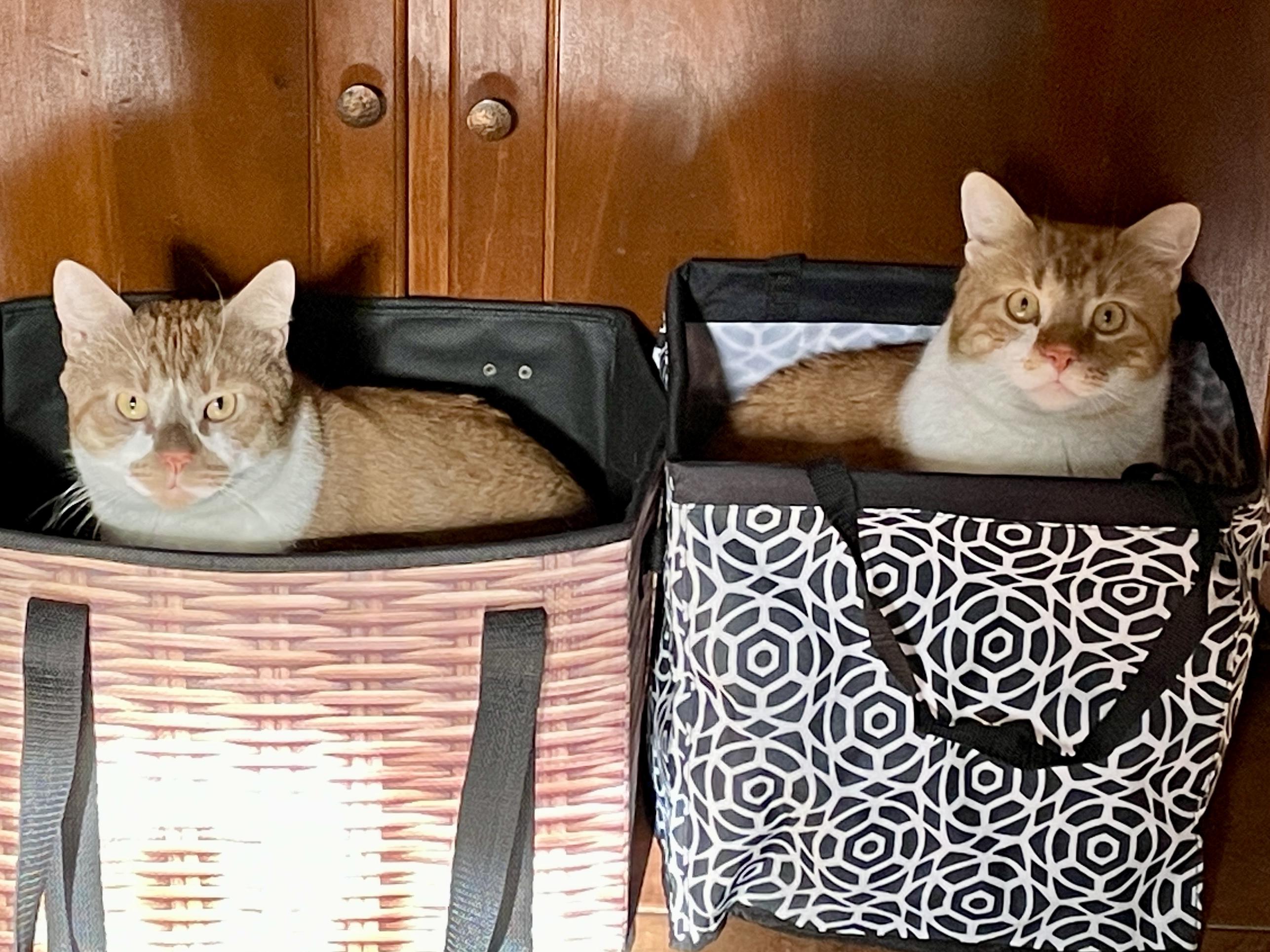 Nacho & Queso ~ Courtesy Post, a ADOPTABLE Domestic Short Hair in Andover, CT image 3/5