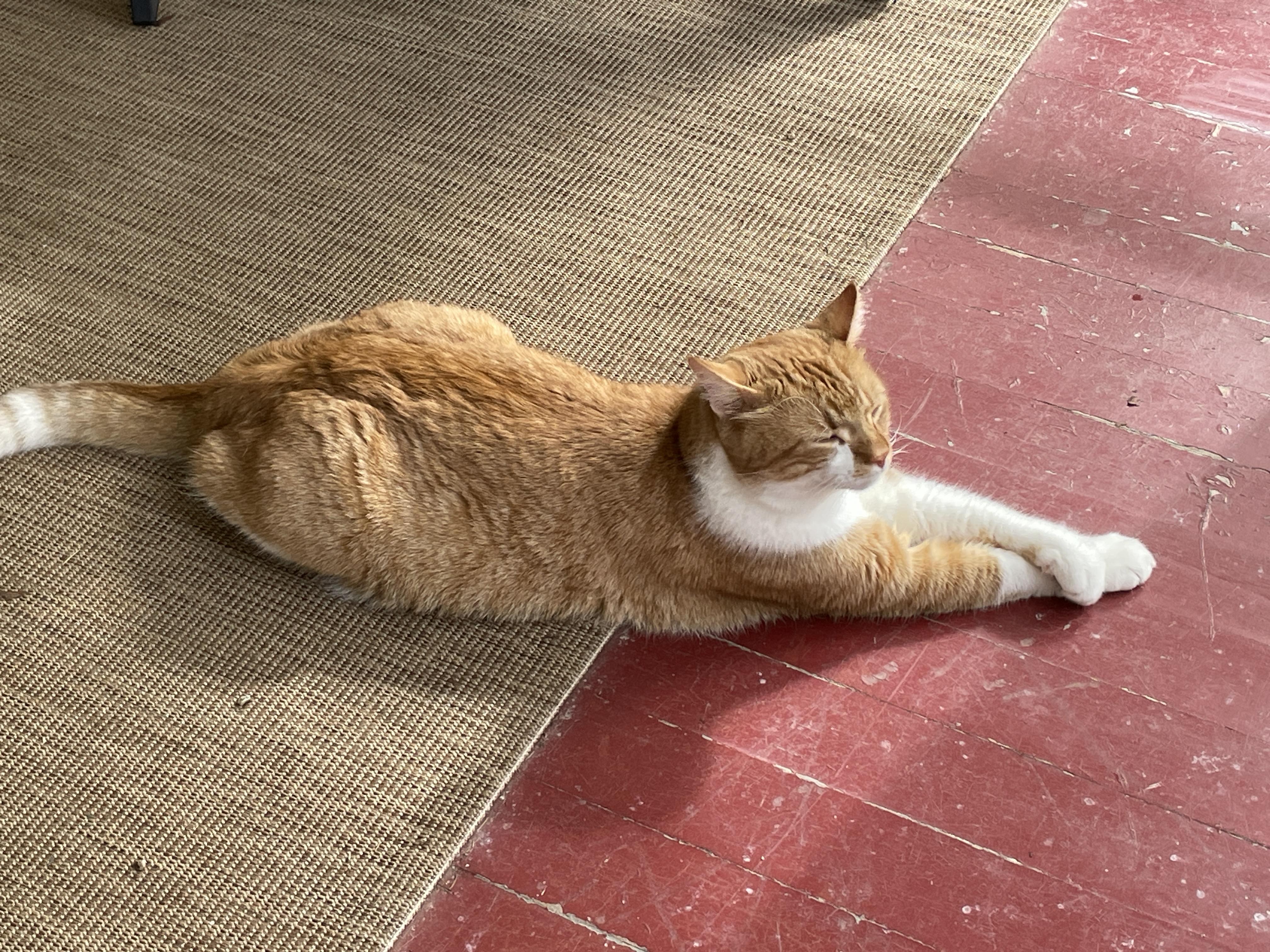 Nacho & Queso ~ Courtesy Post, a ADOPTABLE Domestic Short Hair in Andover, CT image 2/5