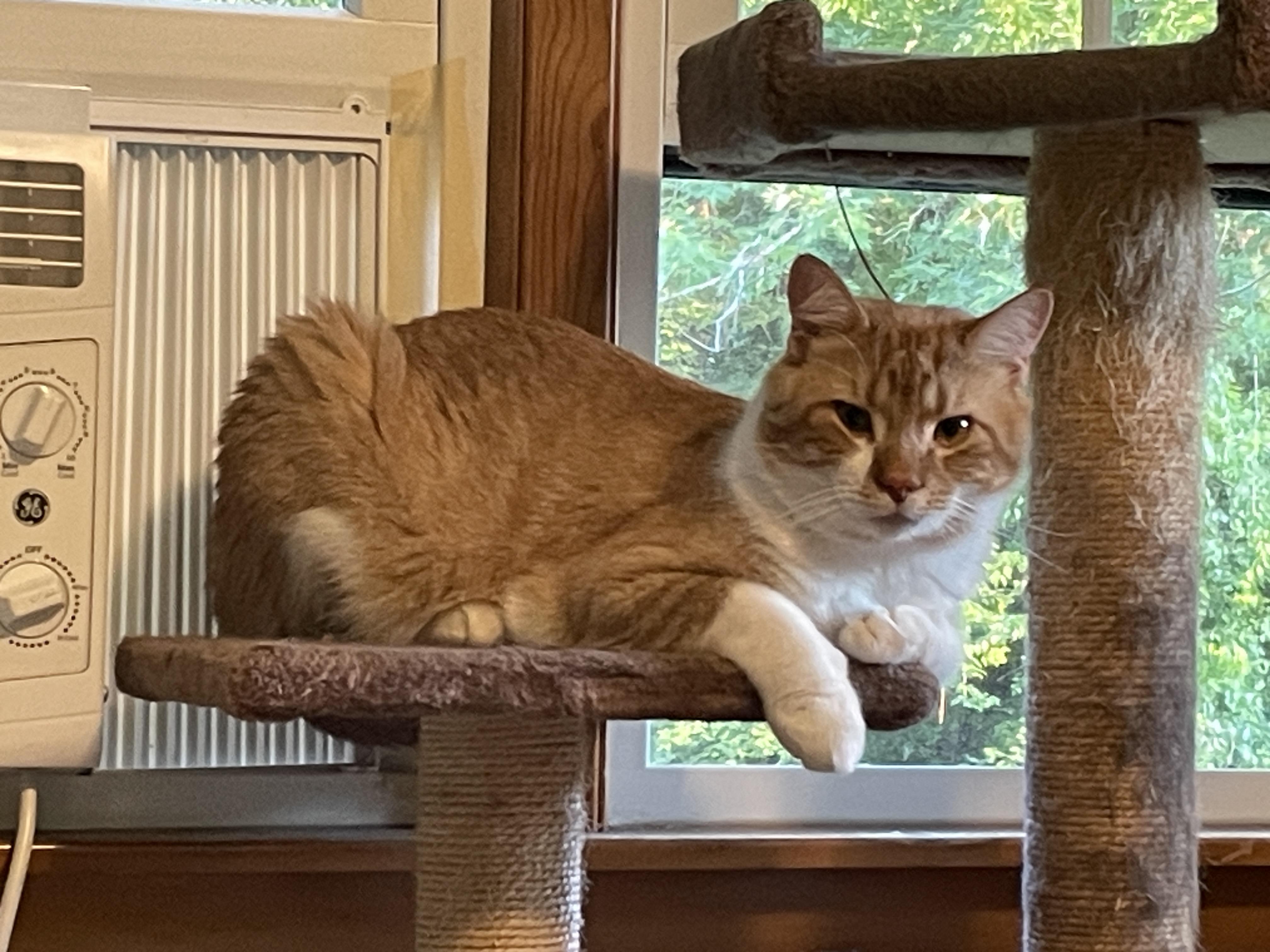 Nacho & Queso ~ Courtesy Post, a ADOPTABLE Domestic Short Hair in Andover, CT image 5/5