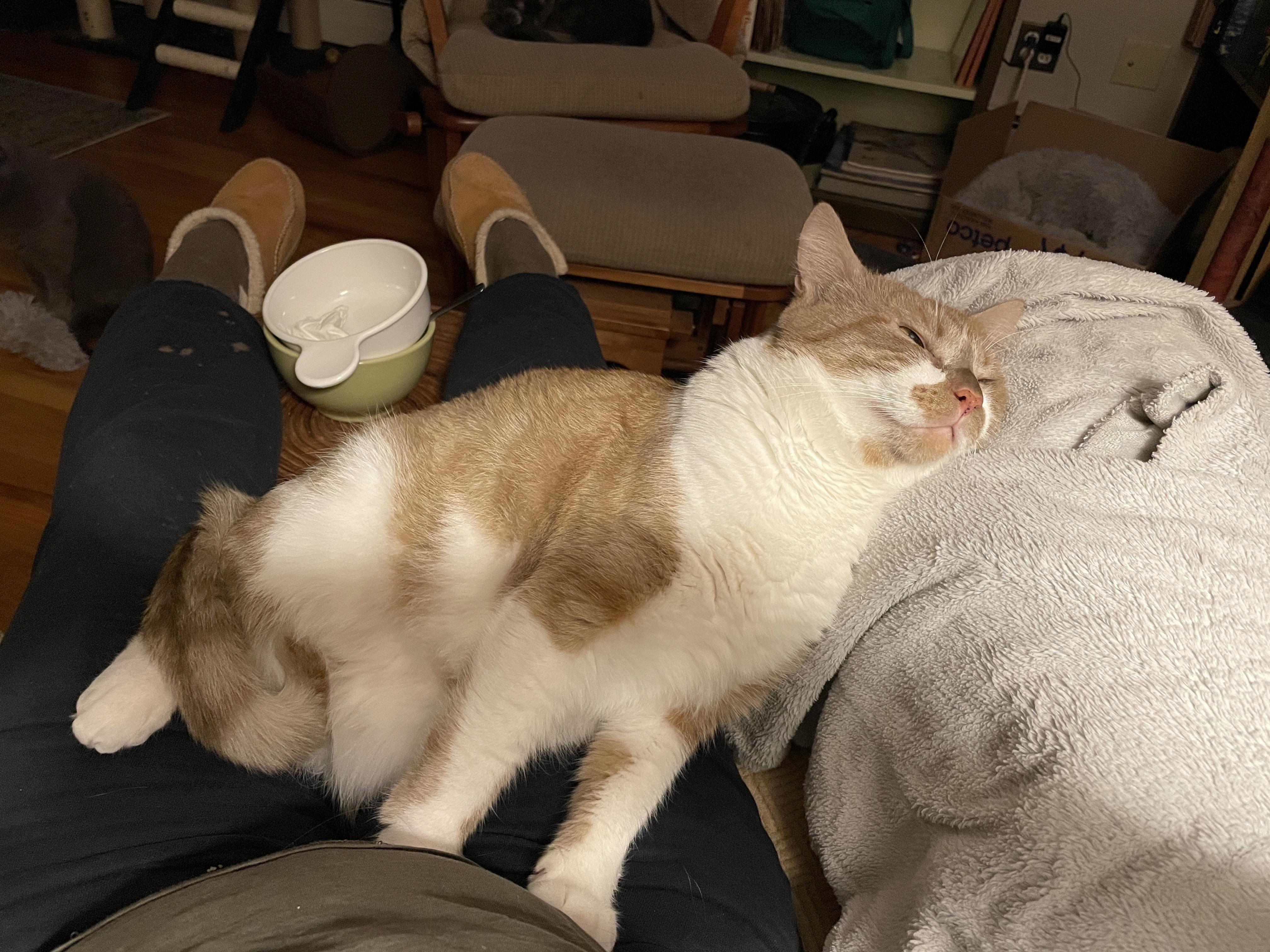 Nacho & Queso ~ Courtesy Post, a ADOPTABLE Domestic Short Hair in Andover, CT image 4/5