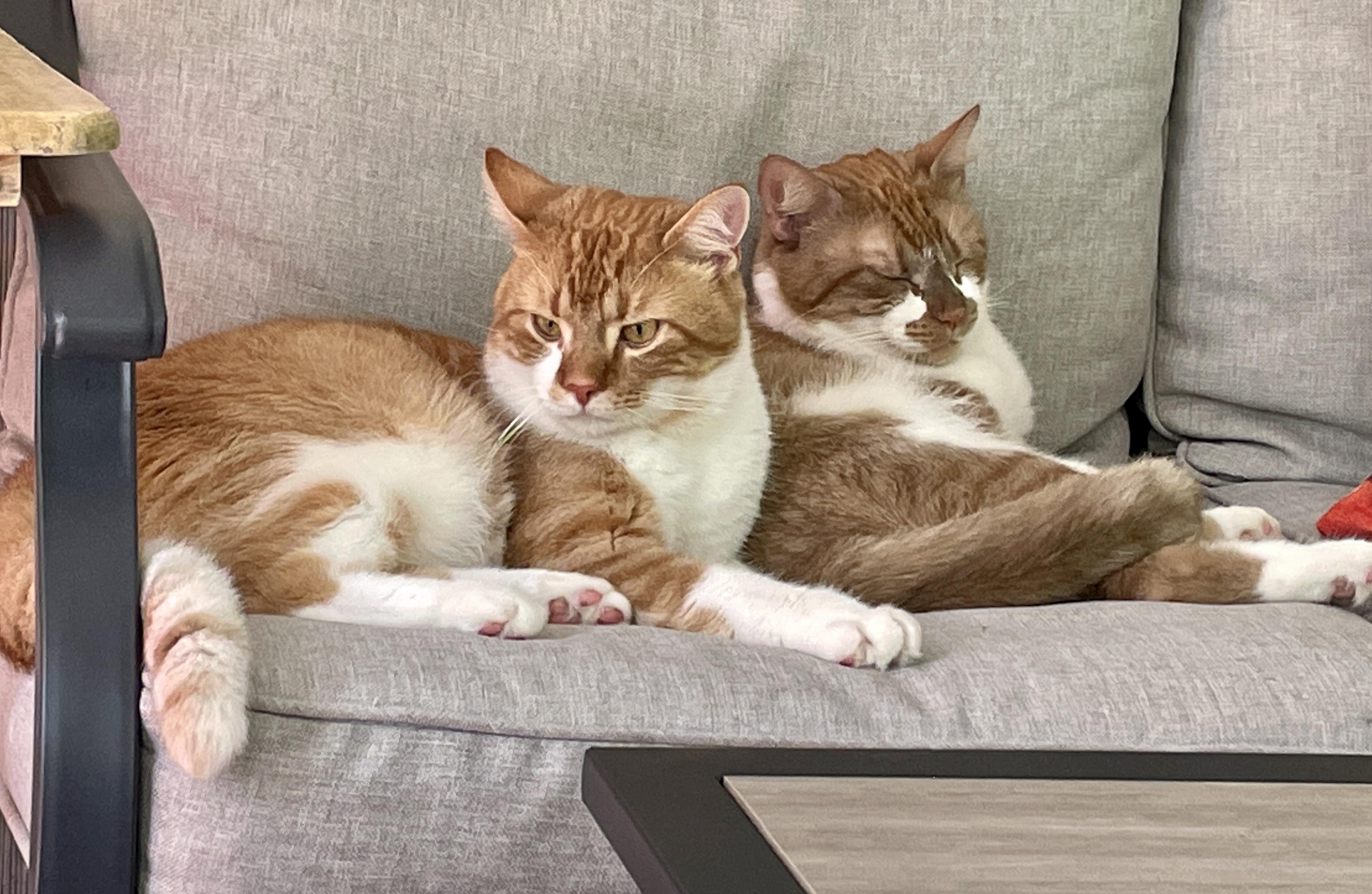 Nacho & Queso ~ Courtesy Post, a ADOPTABLE Domestic Short Hair in Andover, CT image 1/5