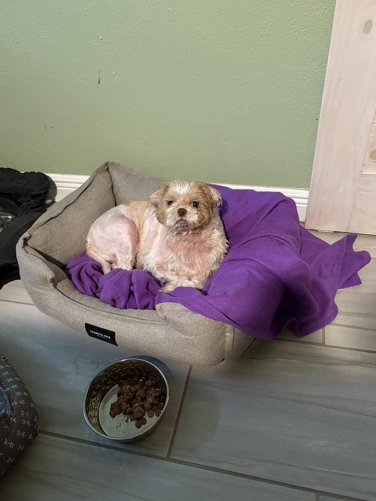 Brandy, Adoptable, Senior Female Shih Tzu.