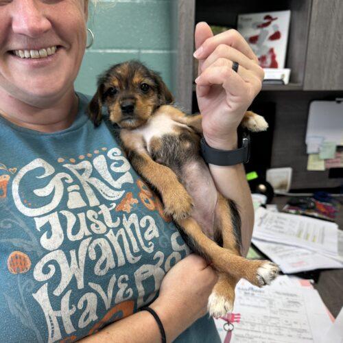 Enlarge Bellatrix, a Adoptable mixed breed in Christiansburg, VA image 1/5