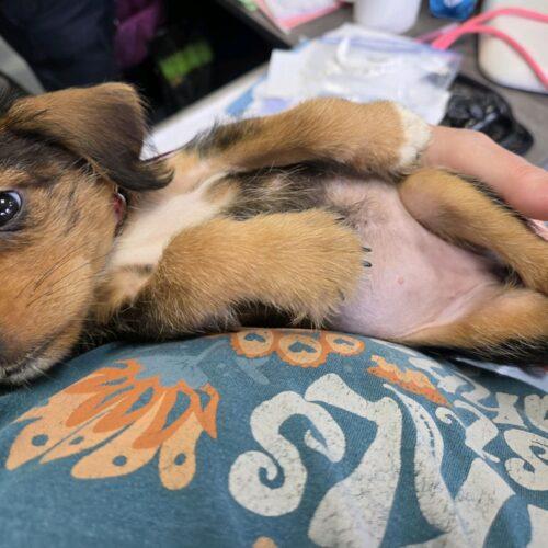 Enlarge Bellatrix, a Adoptable mixed breed in Christiansburg, VA image 2/5