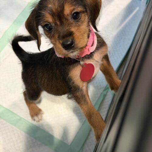Enlarge Bellatrix, a Adoptable mixed breed in Christiansburg, VA image 3/5