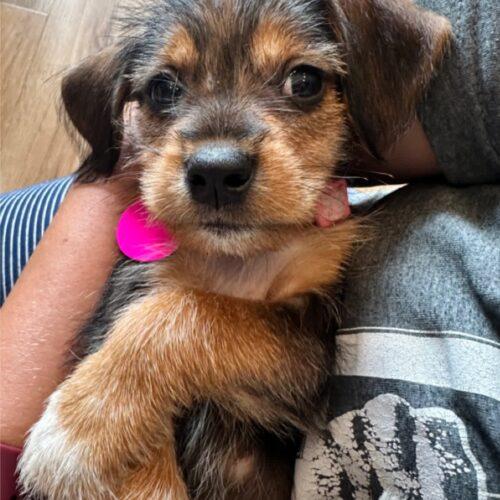 Enlarge Bellatrix, a Adoptable mixed breed in Christiansburg, VA image 4/5