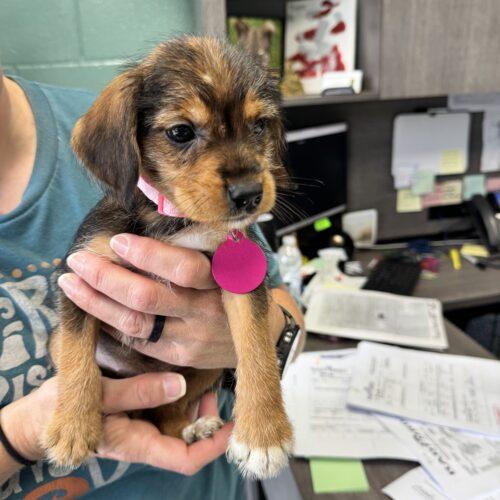 Enlarge Bellatrix, a Adoptable mixed breed in Christiansburg, VA image 5/5