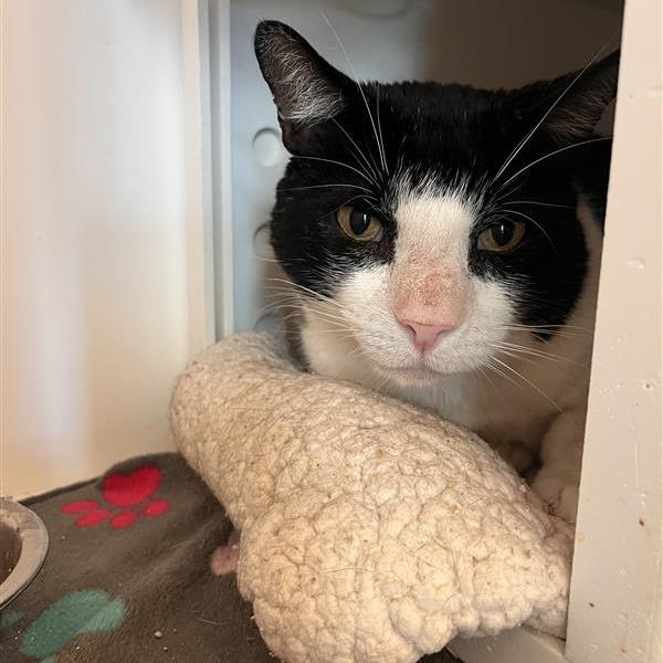 Enlarge Chester E. Cheese, a Adoptable Domestic Short Hair in Bentonville, AR image 1/3