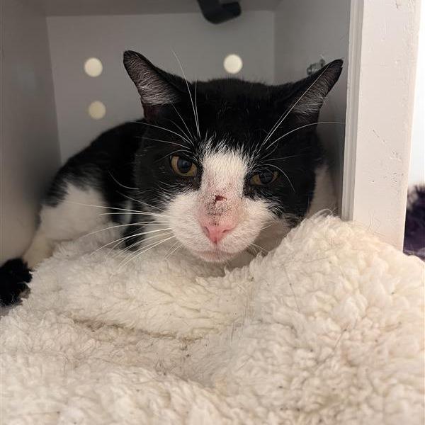 Enlarge Chester E. Cheese, a Adoptable Domestic Short Hair in Bentonville, AR image 2/3