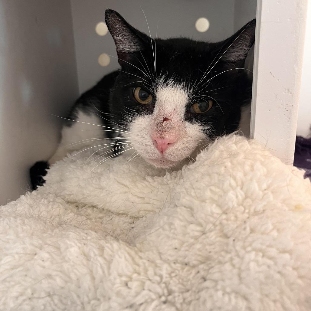 Enlarge Chester E. Cheese, a Adoptable Domestic Short Hair in Bentonville, AR image 3/3