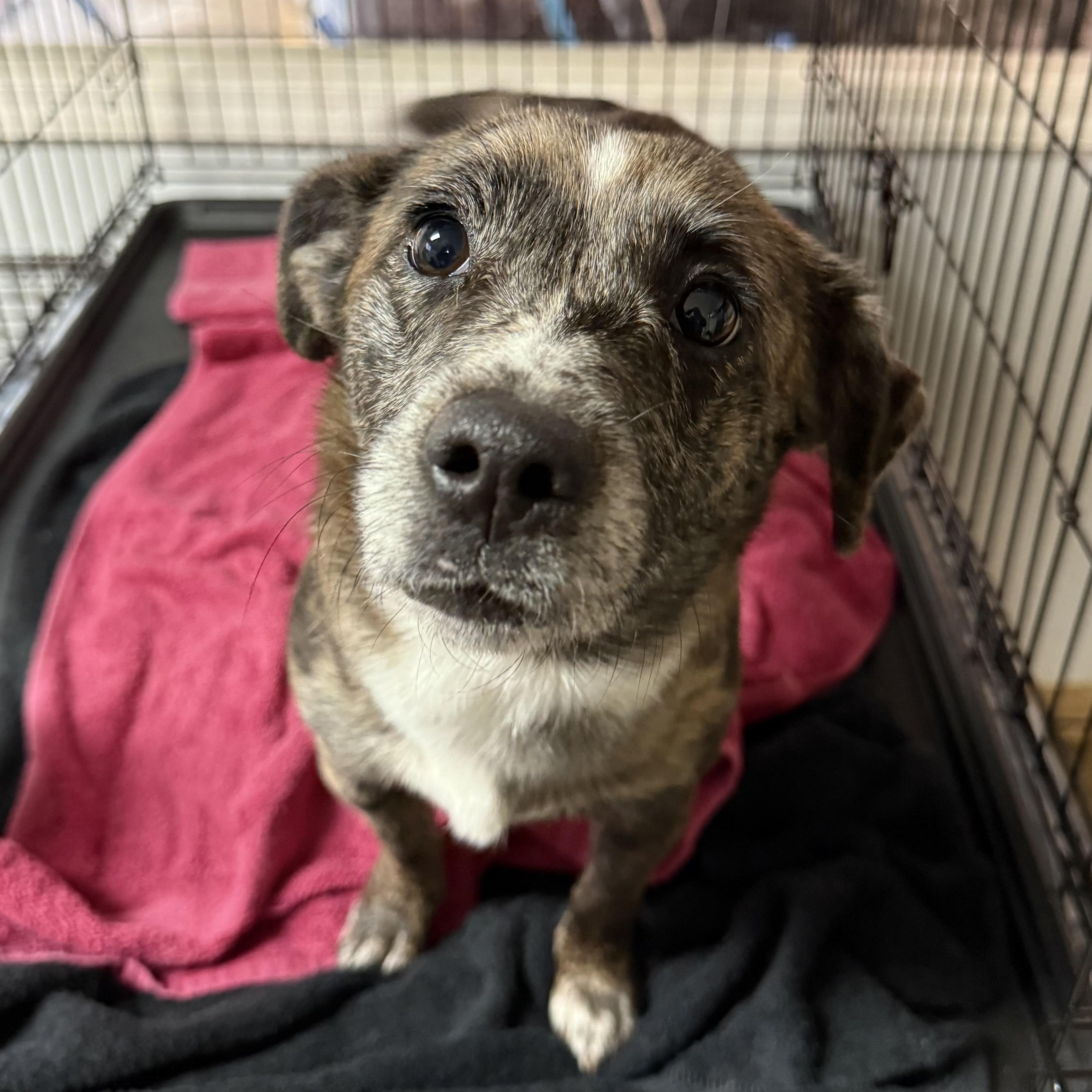 Enlarge Aurora, a Adoptable mixed breed in Buffalo, NY image 2/6