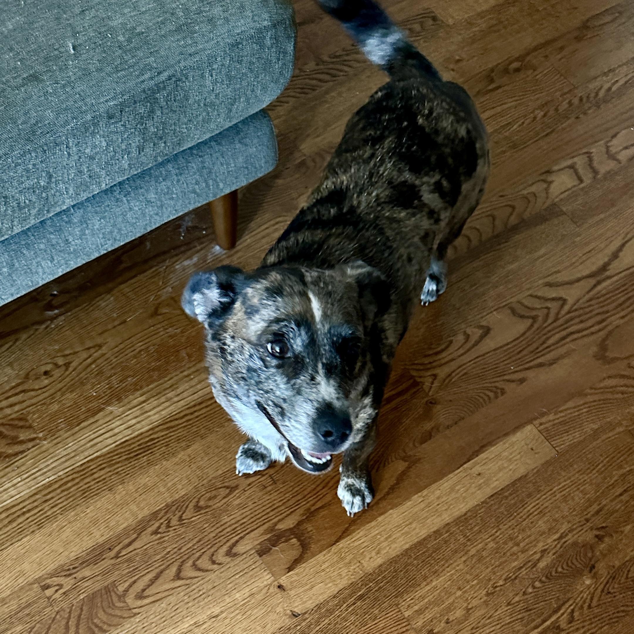 Enlarge Aurora, a Adoptable mixed breed in Buffalo, NY image 5/6