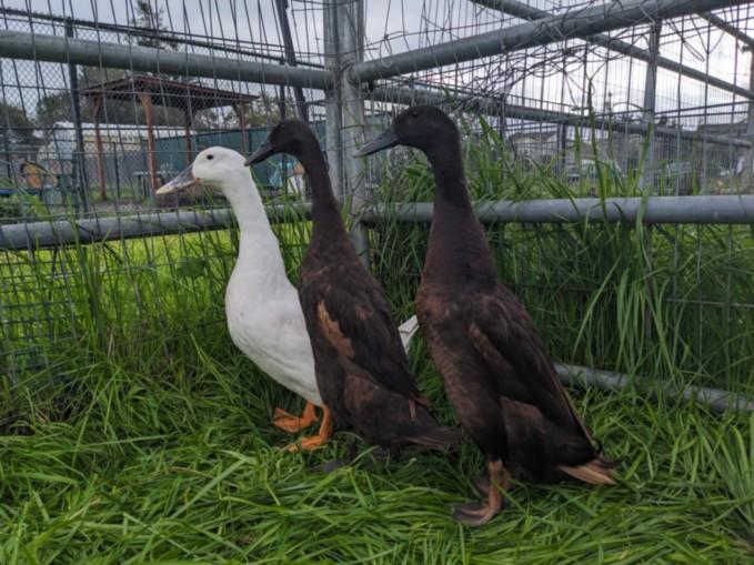 LOLLIPOP, Adoptable, Young Female Duck.