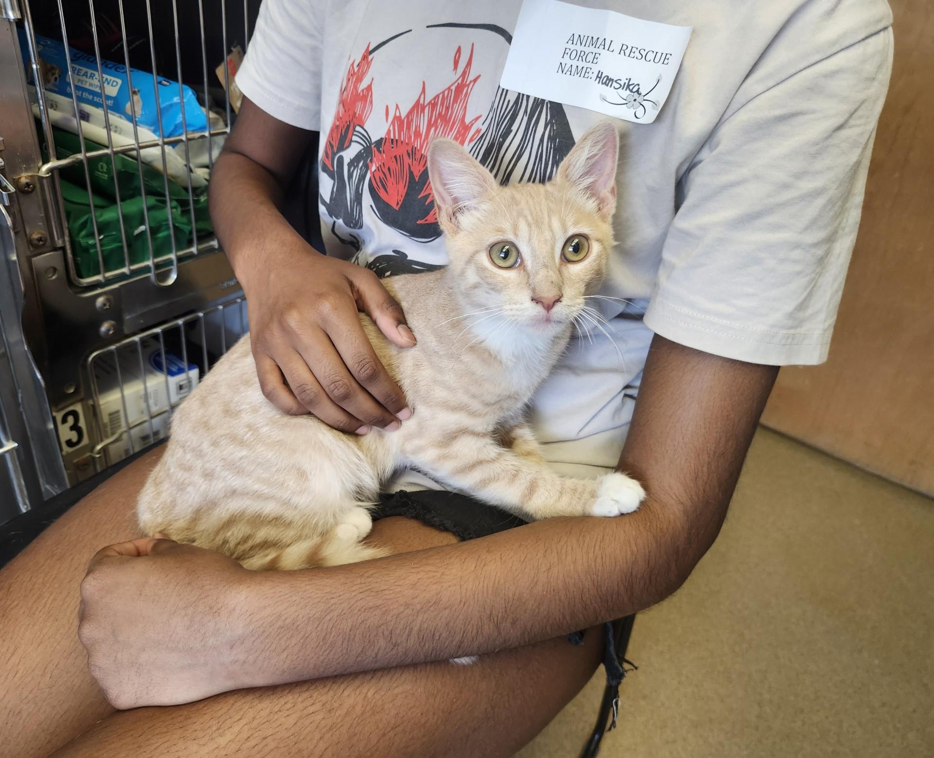 Enlarge Sprite, an adoptable mixed breed in East Brunswick, NJ image 3/4