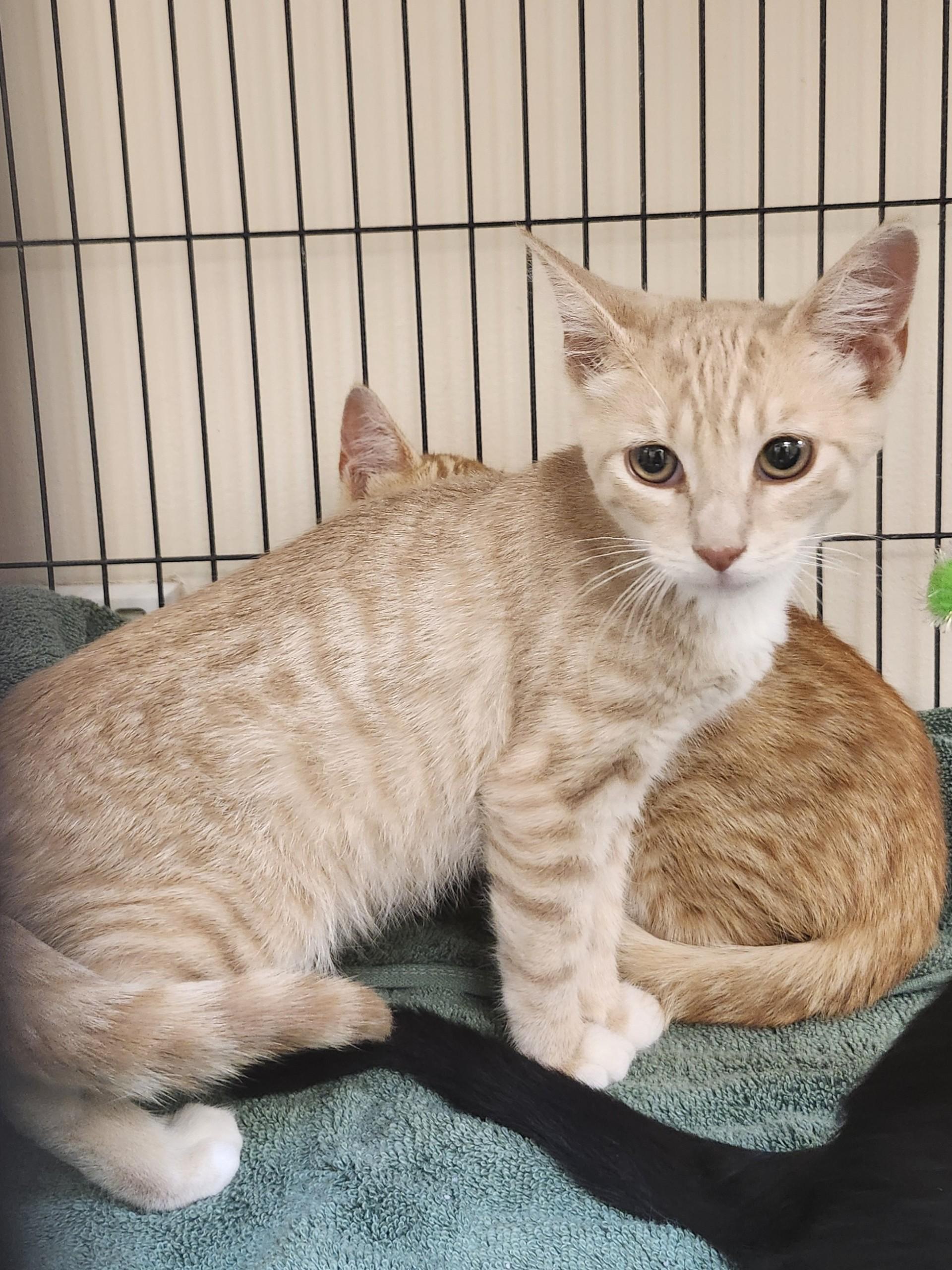 Sprite, ADOPTABLE, Kitten Male Domestic Short Hair & Tabby.
