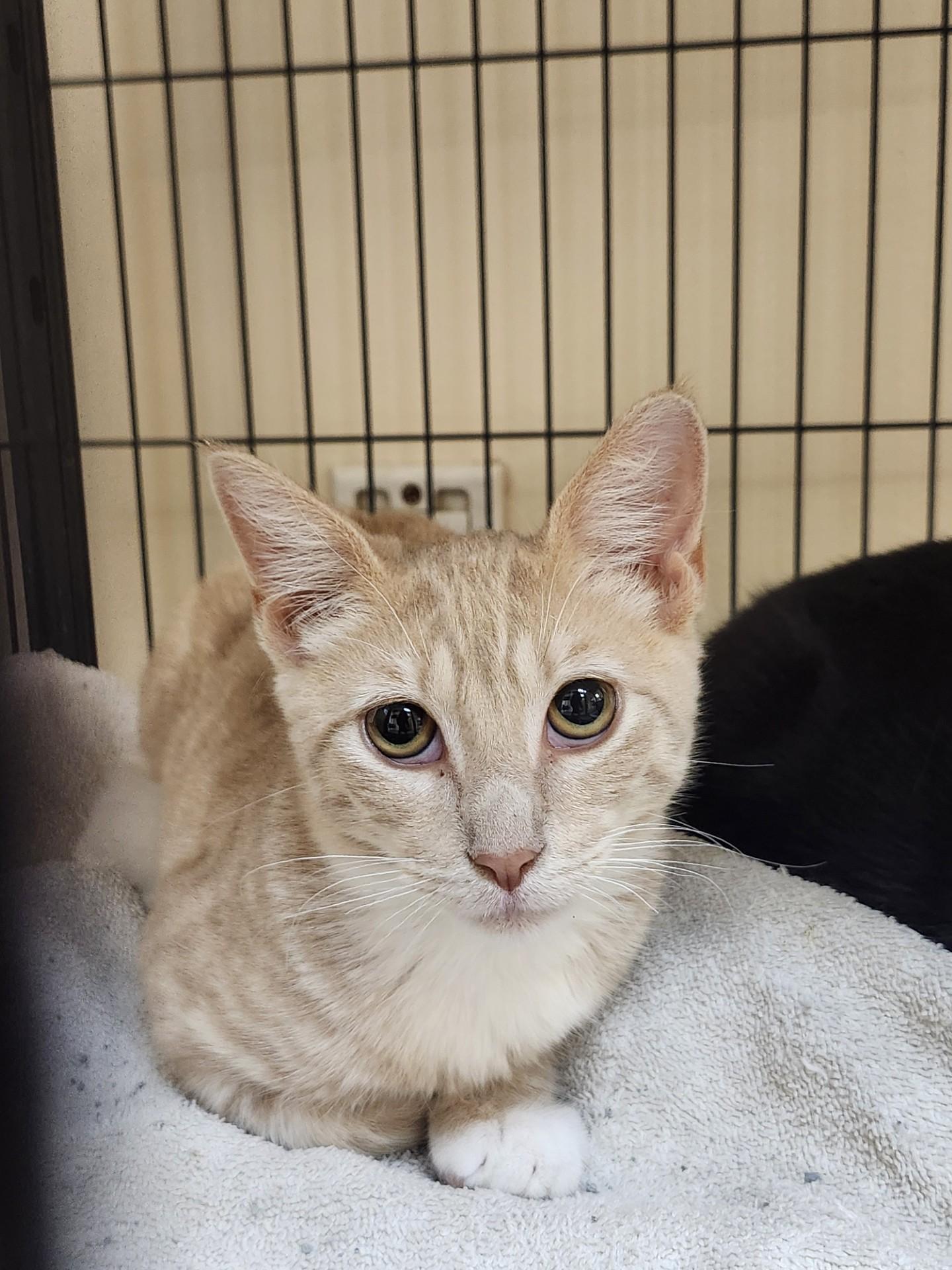 Enlarge Sprite, an adoptable mixed breed in East Brunswick, NJ image 4/4