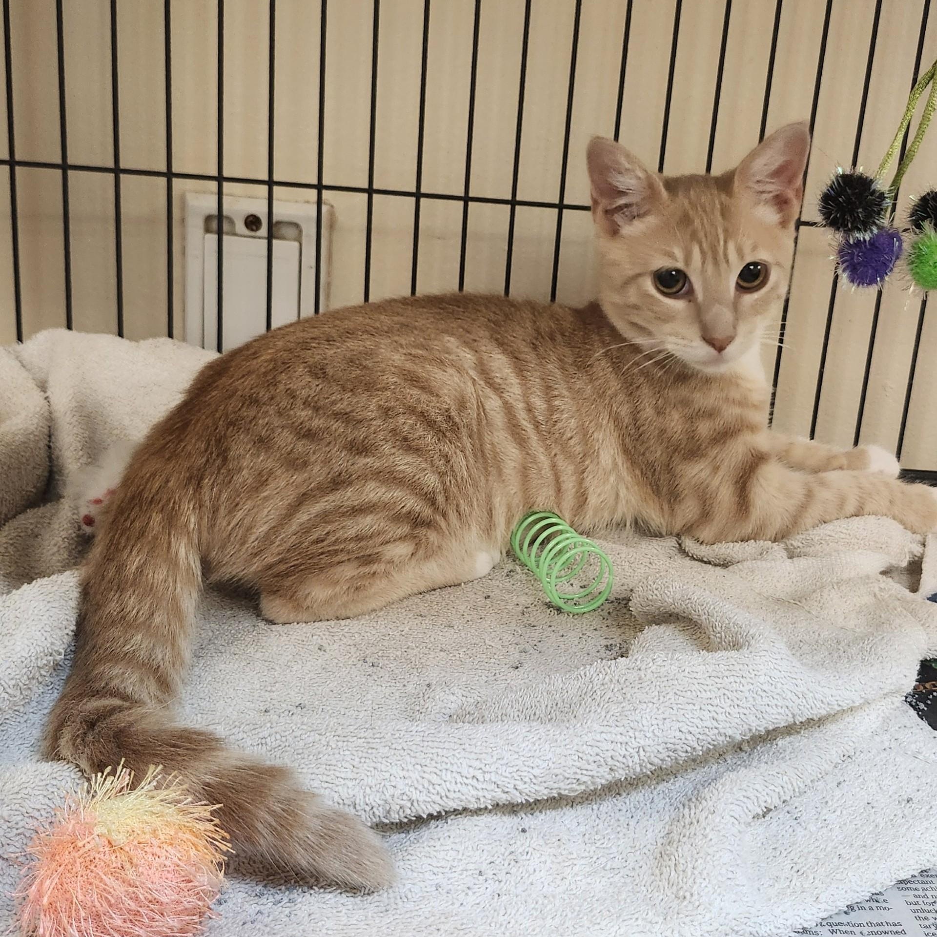 Sprite, adoptable, Kitten Male Domestic Short Hair & Tabby.