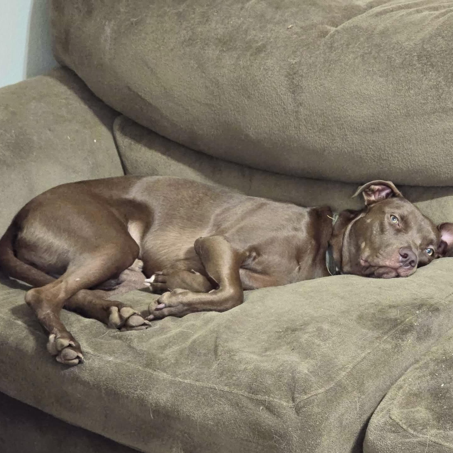 Boaz, an adopted mixed breed in Springfield, MO image 5/5