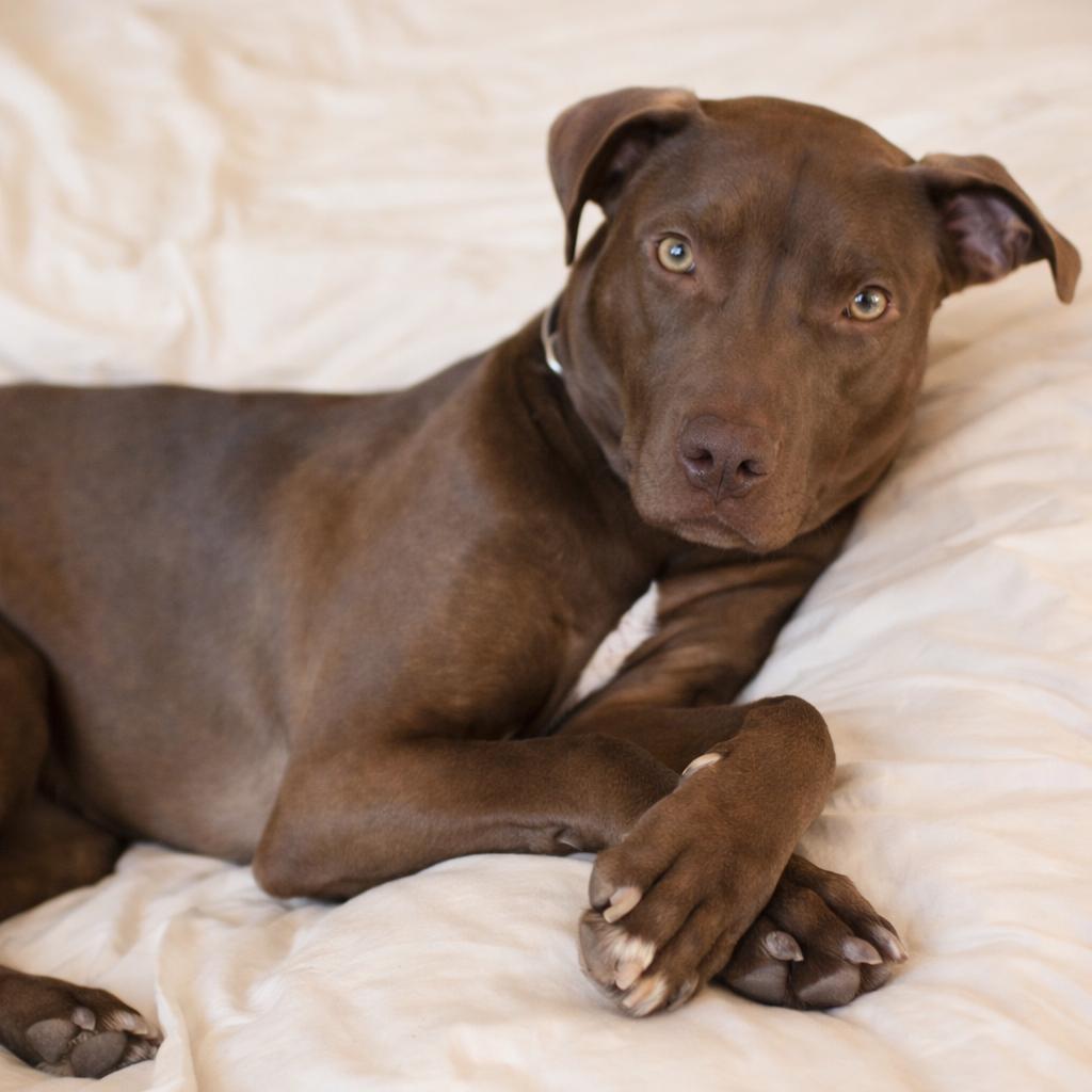 Boaz, an adopted mixed breed in Springfield, MO image 2/5