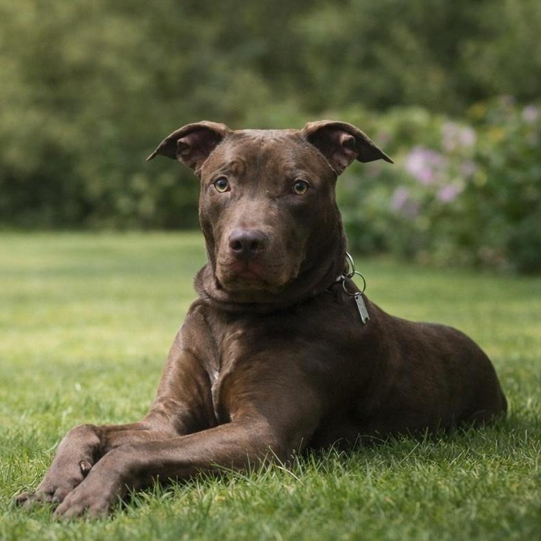 Boaz, an adopted mixed breed in Springfield, MO image 1/5