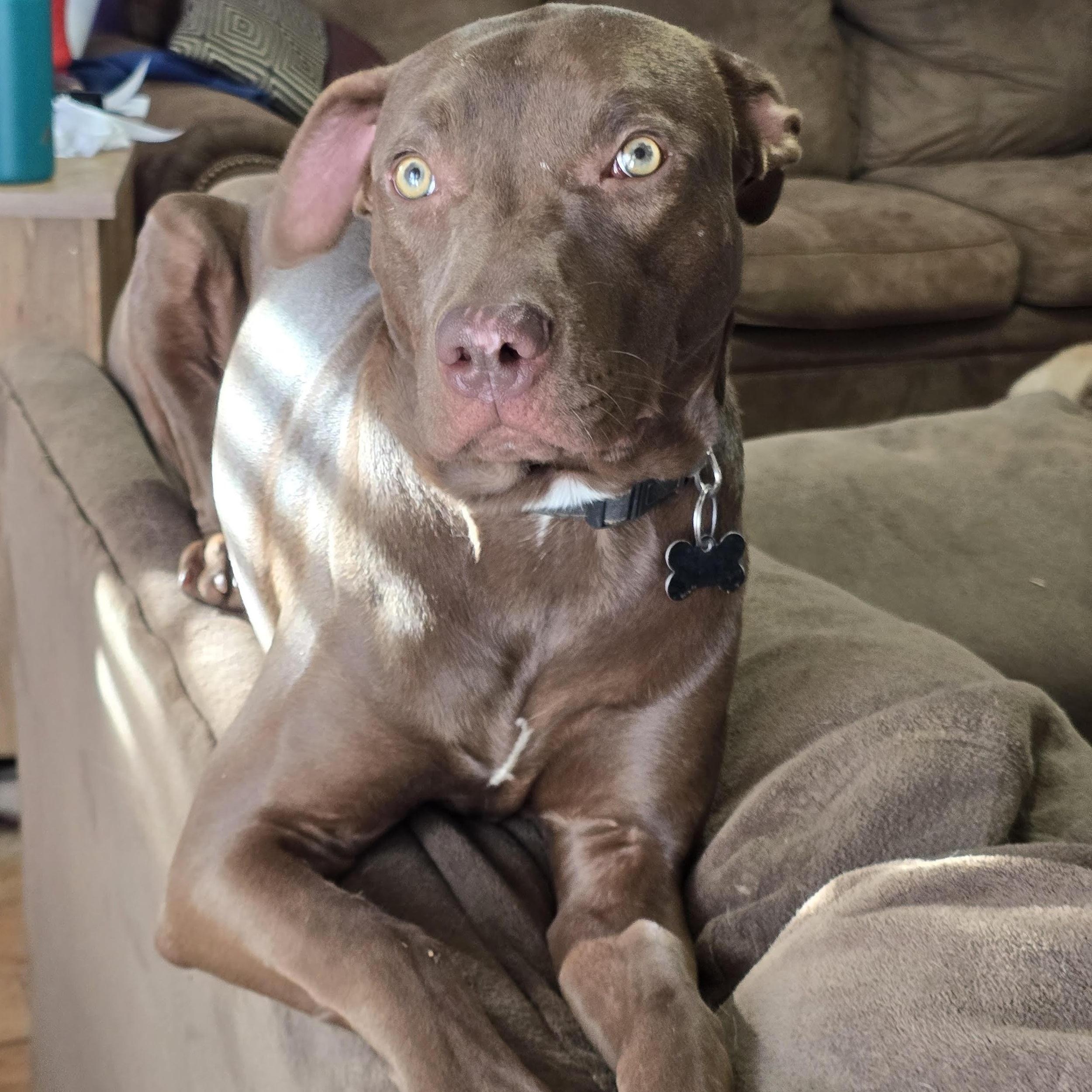 Boaz, an adopted mixed breed in Springfield, MO image 3/5