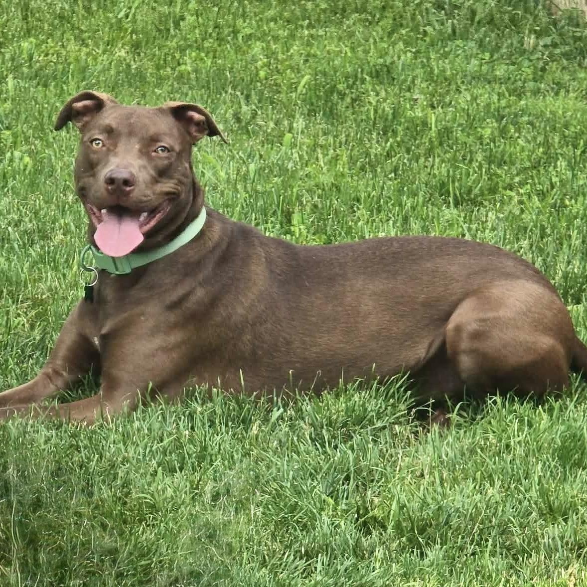 Boaz, an adopted mixed breed in Springfield, MO image 4/5