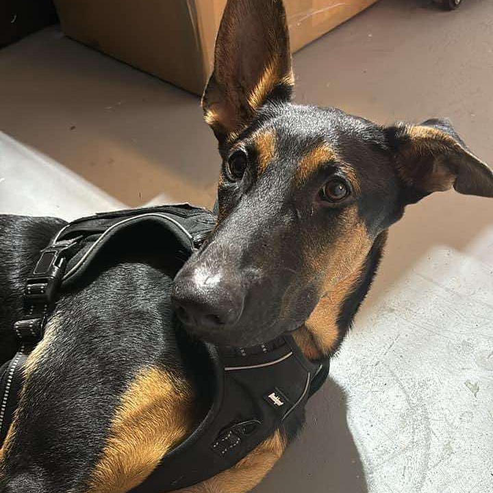 Enlarge Flaco, a Adoptable mixed breed in Pluckemin, NJ image 2/6