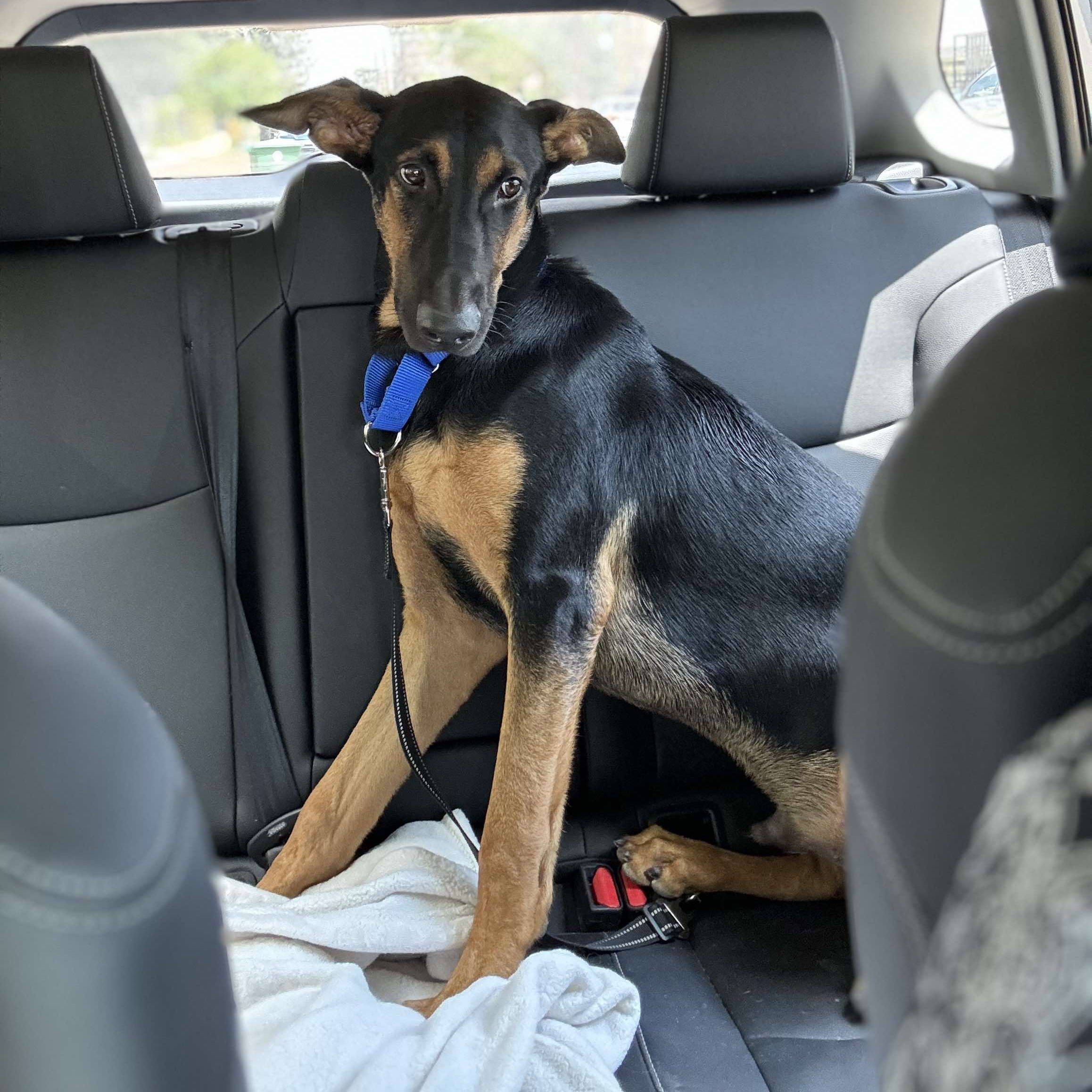 Enlarge Flaco, a Adoptable mixed breed in Pluckemin, NJ image 3/6