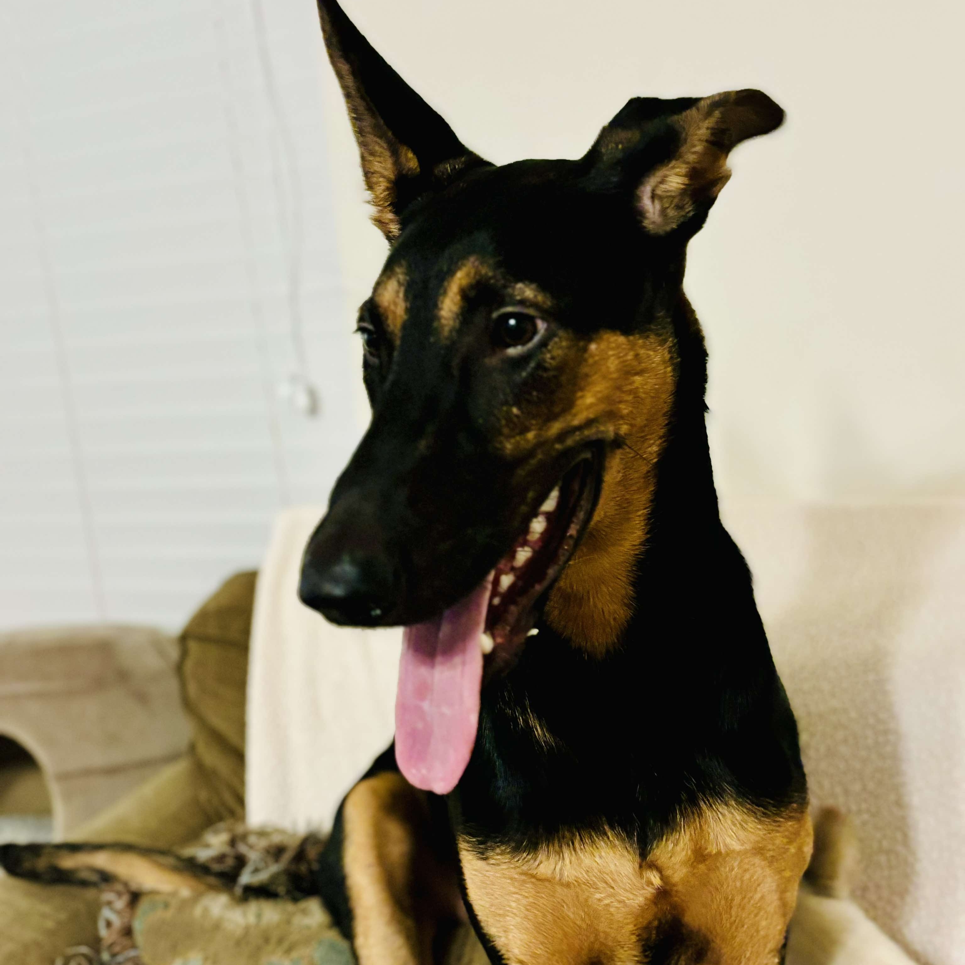 Enlarge Flaco, a Adoptable mixed breed in Pluckemin, NJ image 1/6