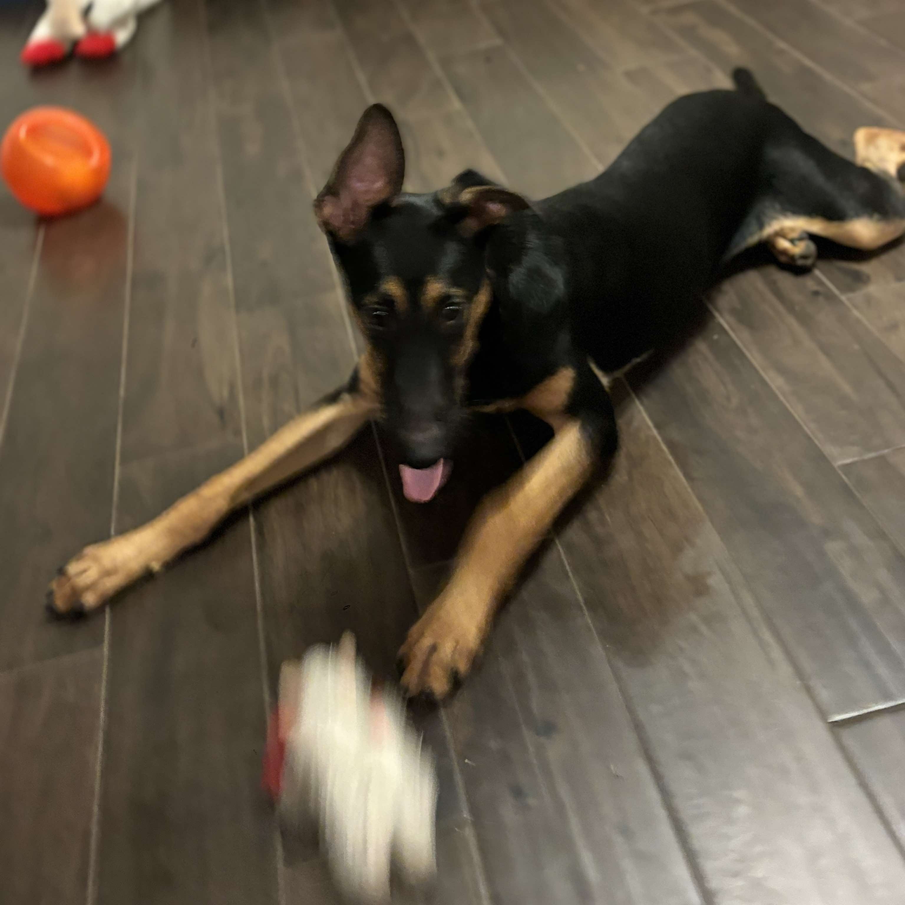 Enlarge Flaco, a Adoptable mixed breed in Pluckemin, NJ image 4/6