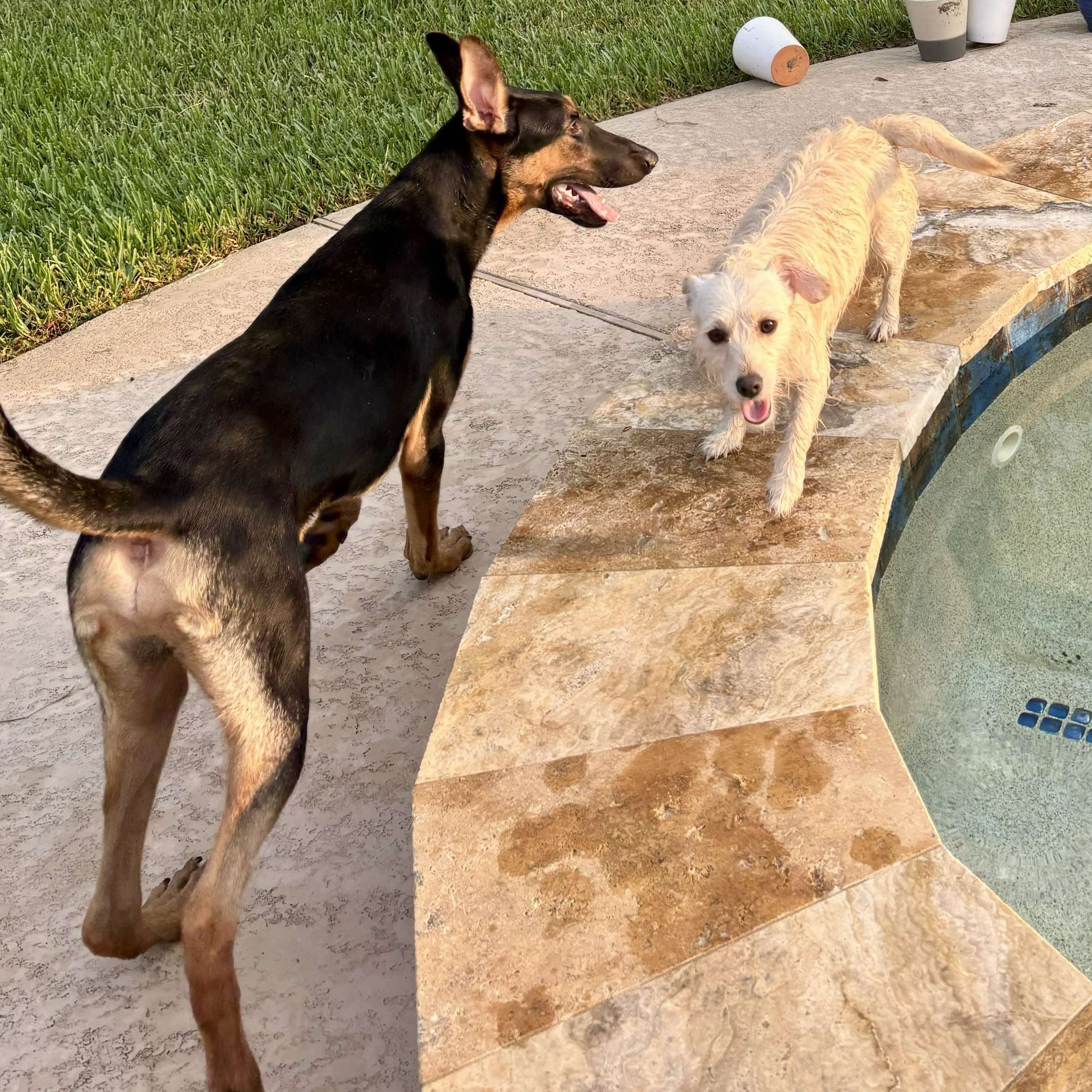 Enlarge Flaco, a Adoptable mixed breed in Pluckemin, NJ image 5/6