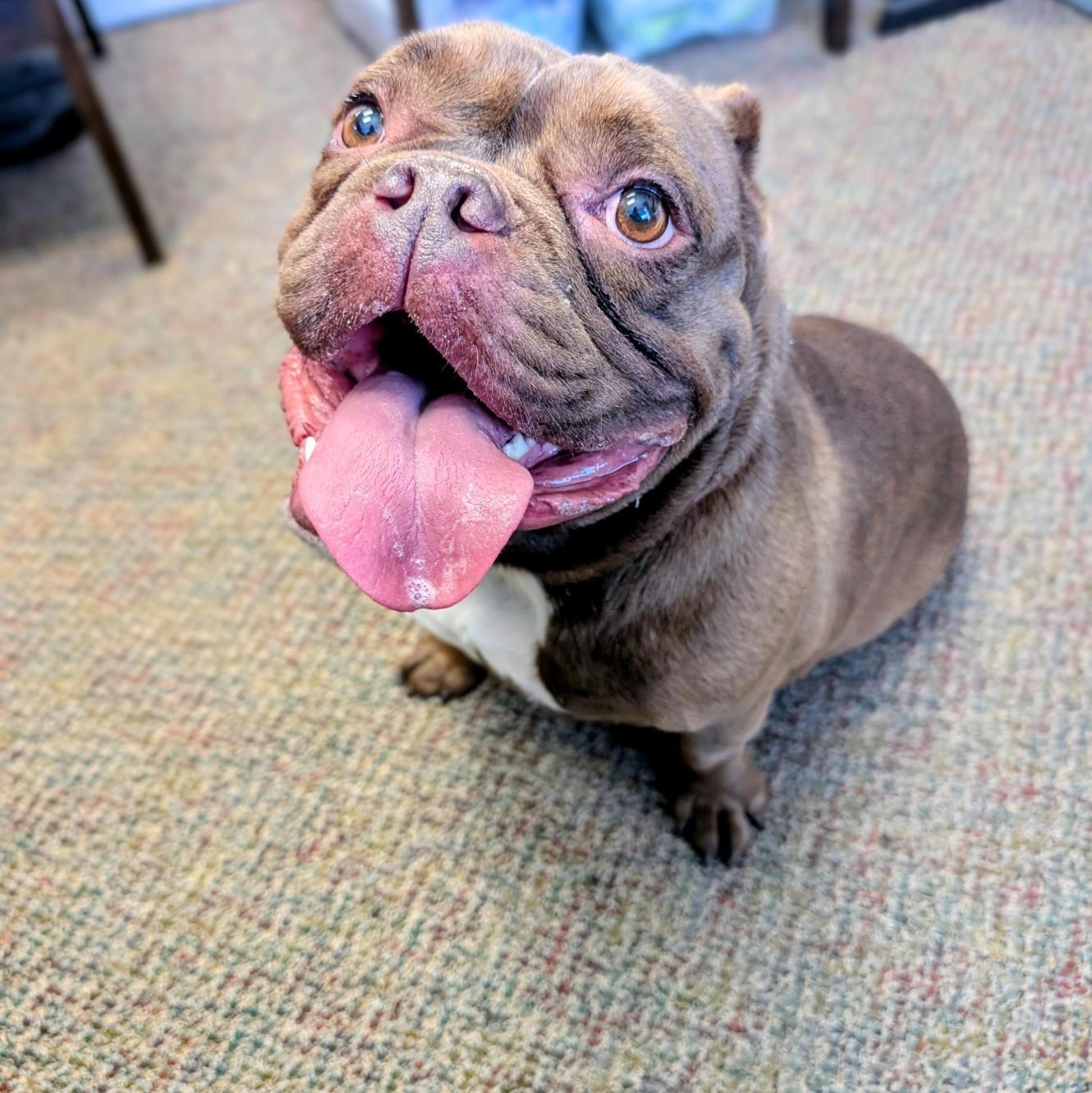 Enlarge Mocha, an adopted American Bulldog in Allen, TX image 2/6