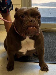 Enlarge Mocha, an adopted American Bulldog in Allen, TX image 6/6