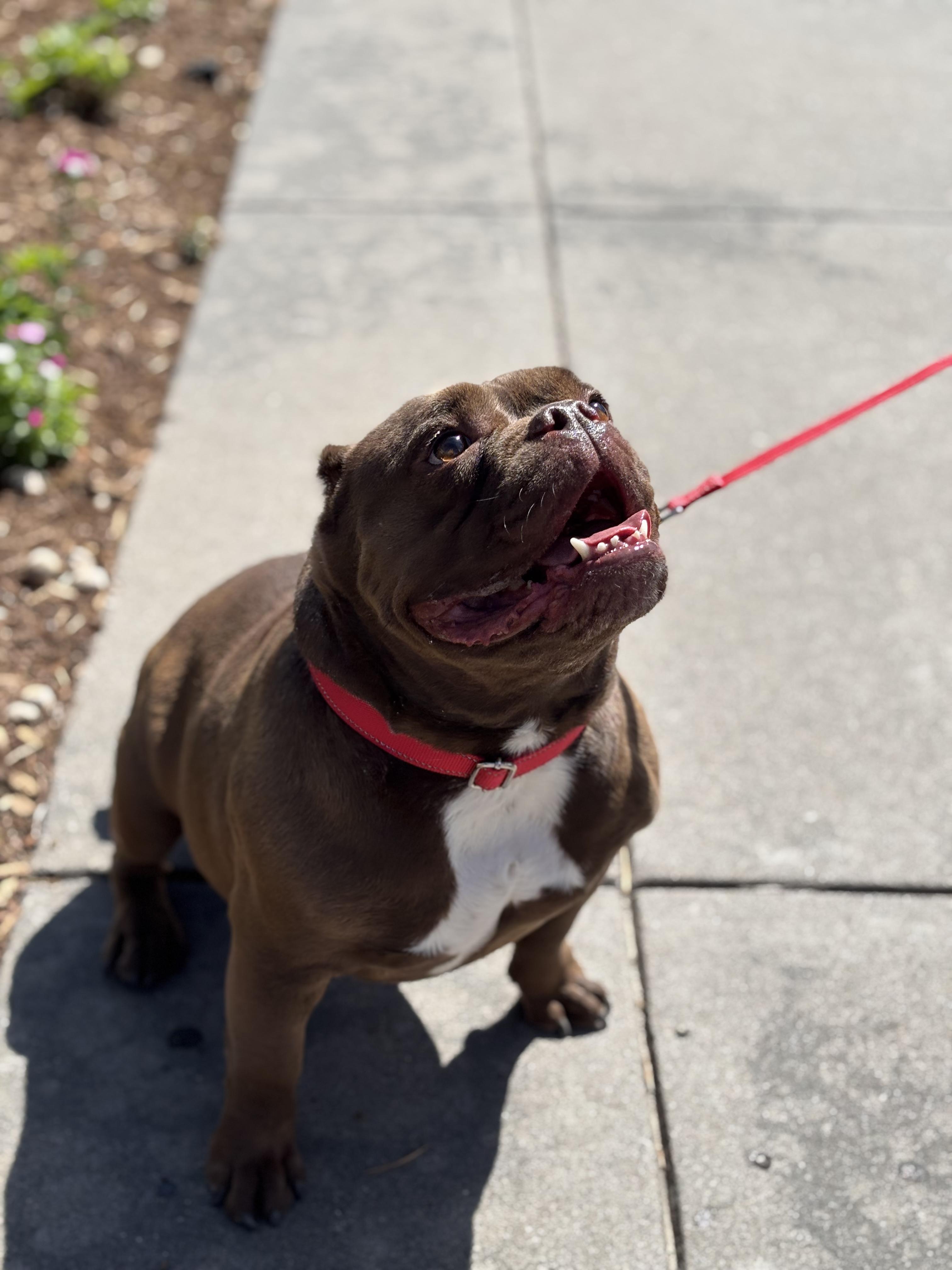 Enlarge Mocha, an adopted American Bulldog in Allen, TX image 5/6