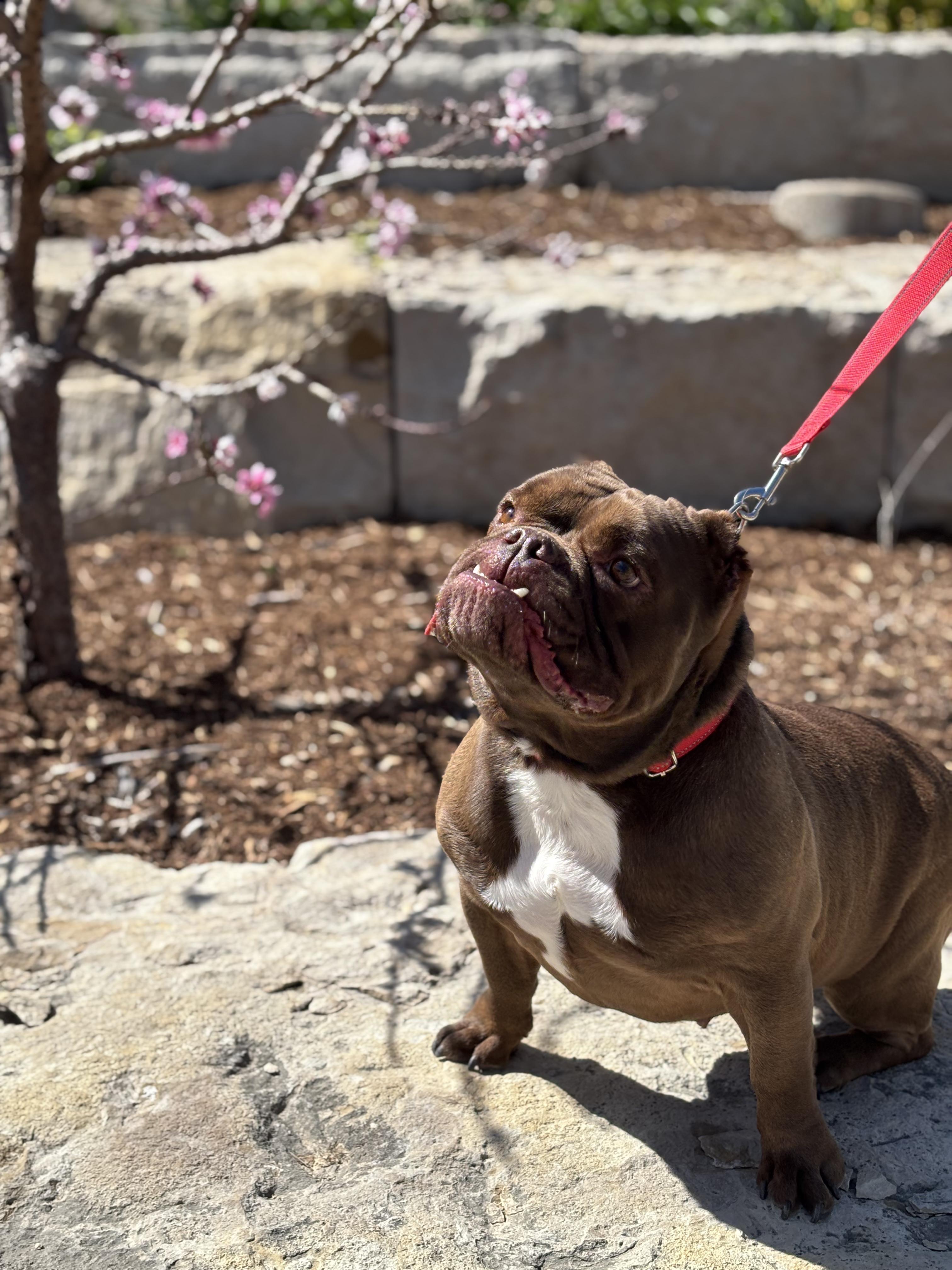Enlarge Mocha, an adopted American Bulldog in Allen, TX image 3/6