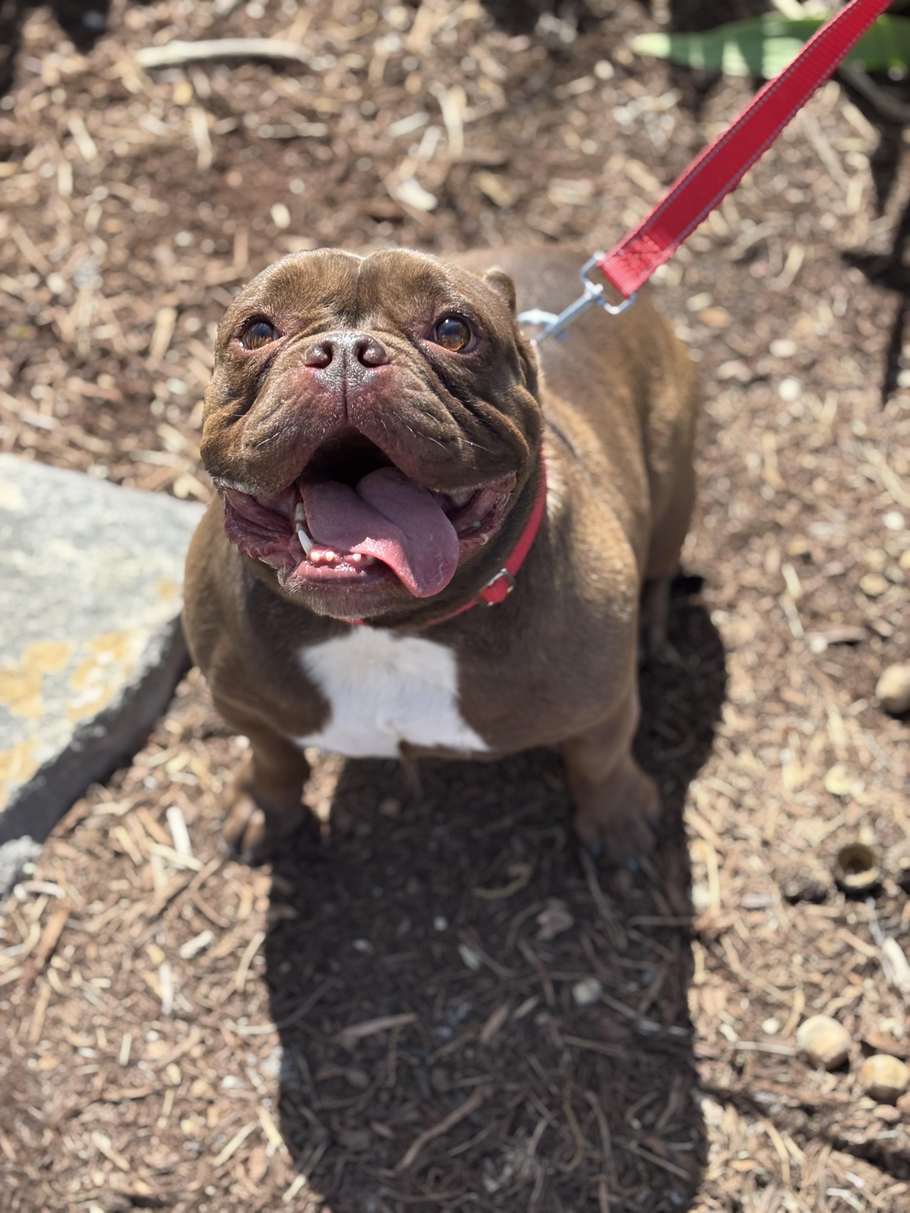 Enlarge Mocha, an adopted American Bulldog in Allen, TX image 4/6