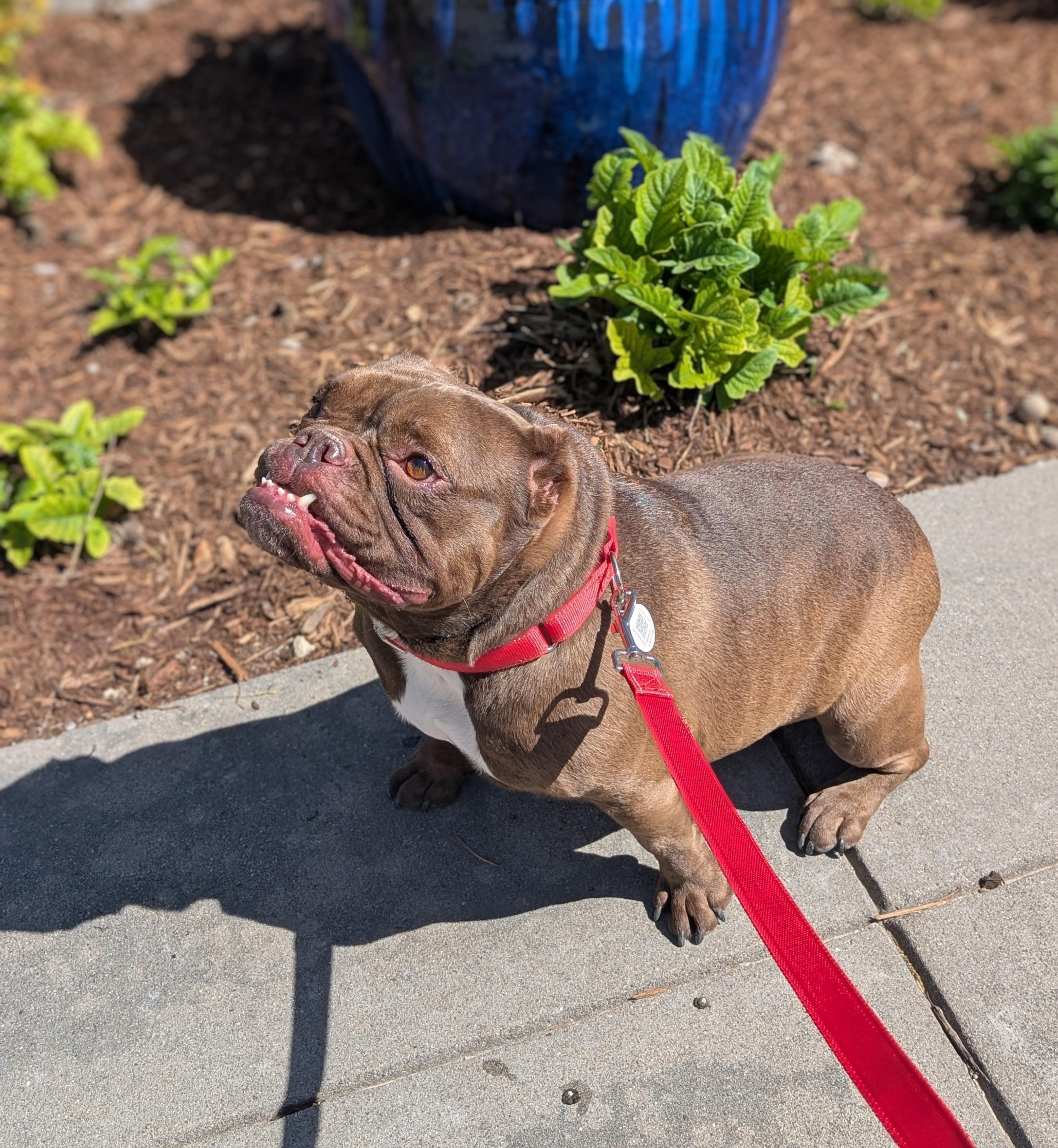 Mocha, adopted, Adult Female American Bulldog.